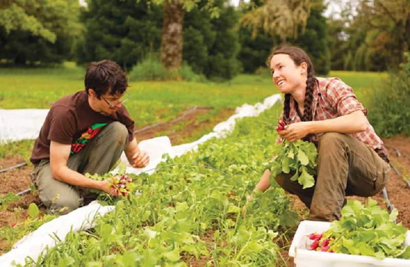 Du học New Zealand ngành Nông nghiệp