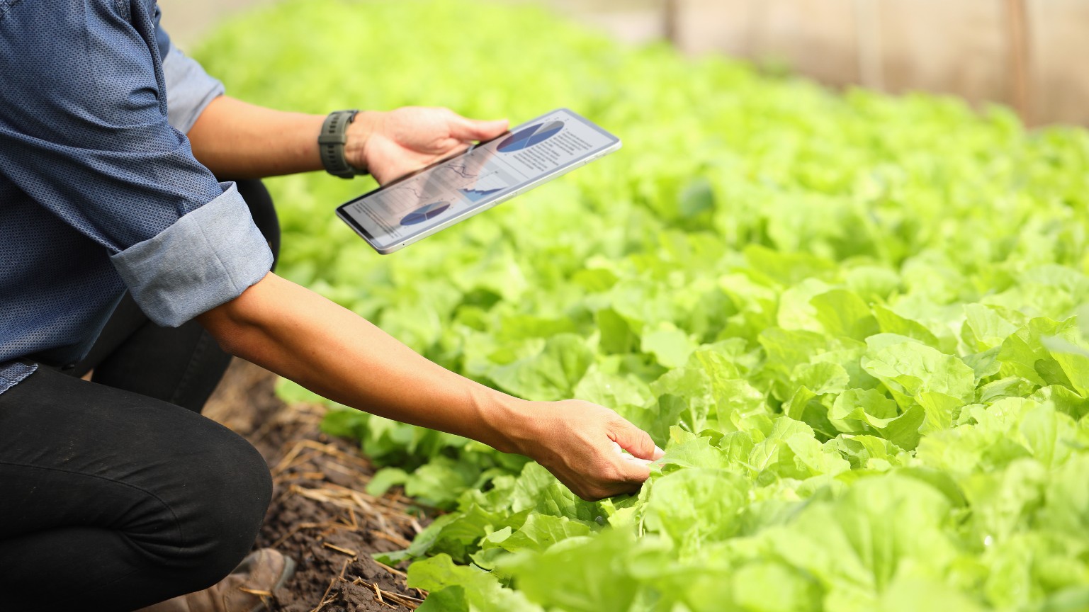 Tuyển dụng kỹ thuật viên làm vườn (Horticulture Technician) làm việc tại New Zealand